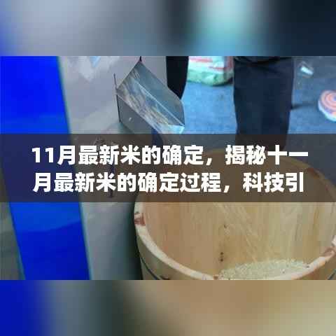 揭秘十一月最新米确定过程，科技引领稻米品质革新篇章