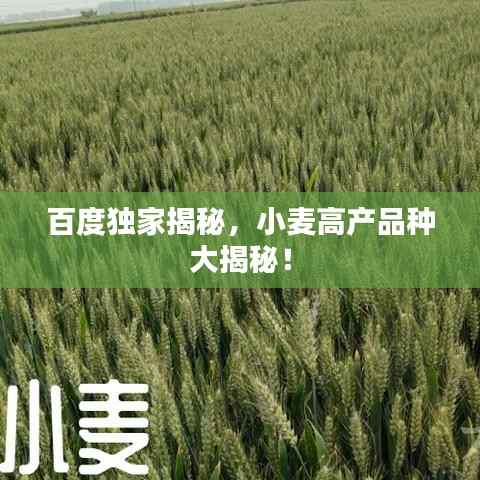 百度独家揭秘,小麦高产品种大揭秘!